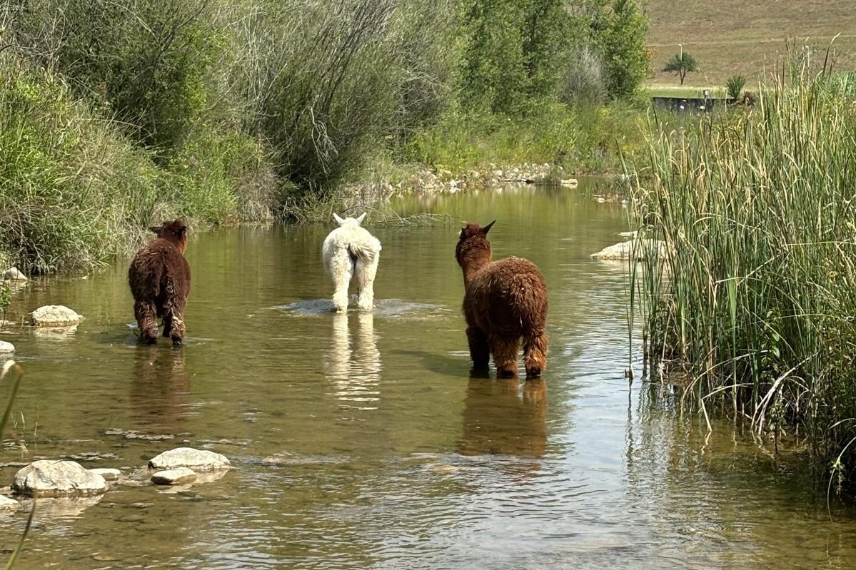 Oasi Alento - Cilento