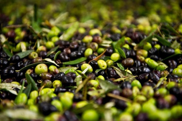 Oasi Alento - Cilento