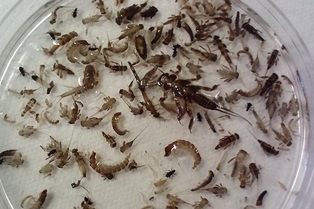 Oasi Alento - Cilento