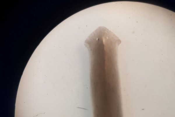 Oasi Alento - Cilento