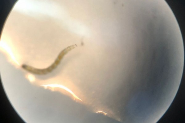 Oasi Alento - Cilento