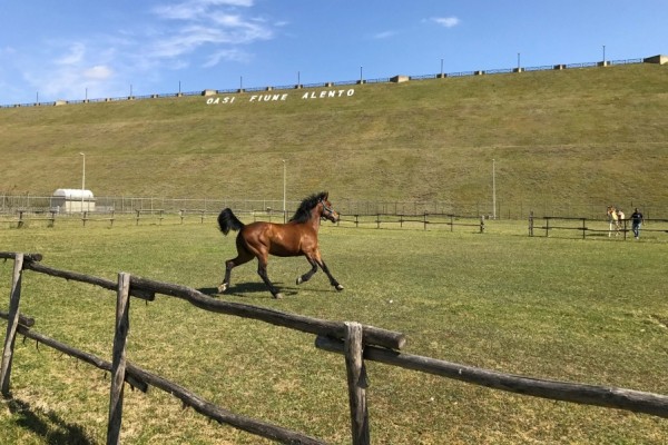 Oasi Alento - Cilento