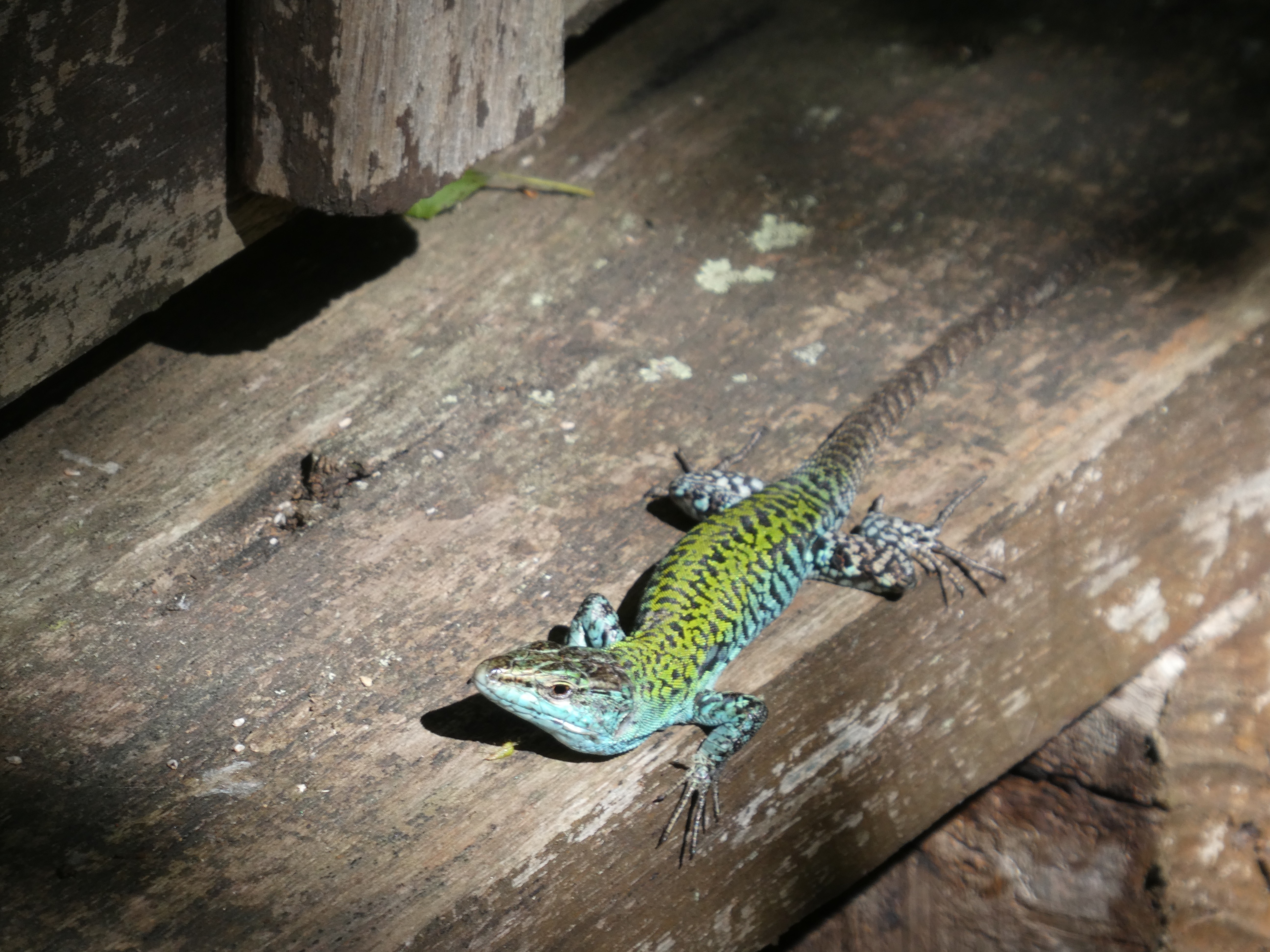 Oasi Alento - Cilento