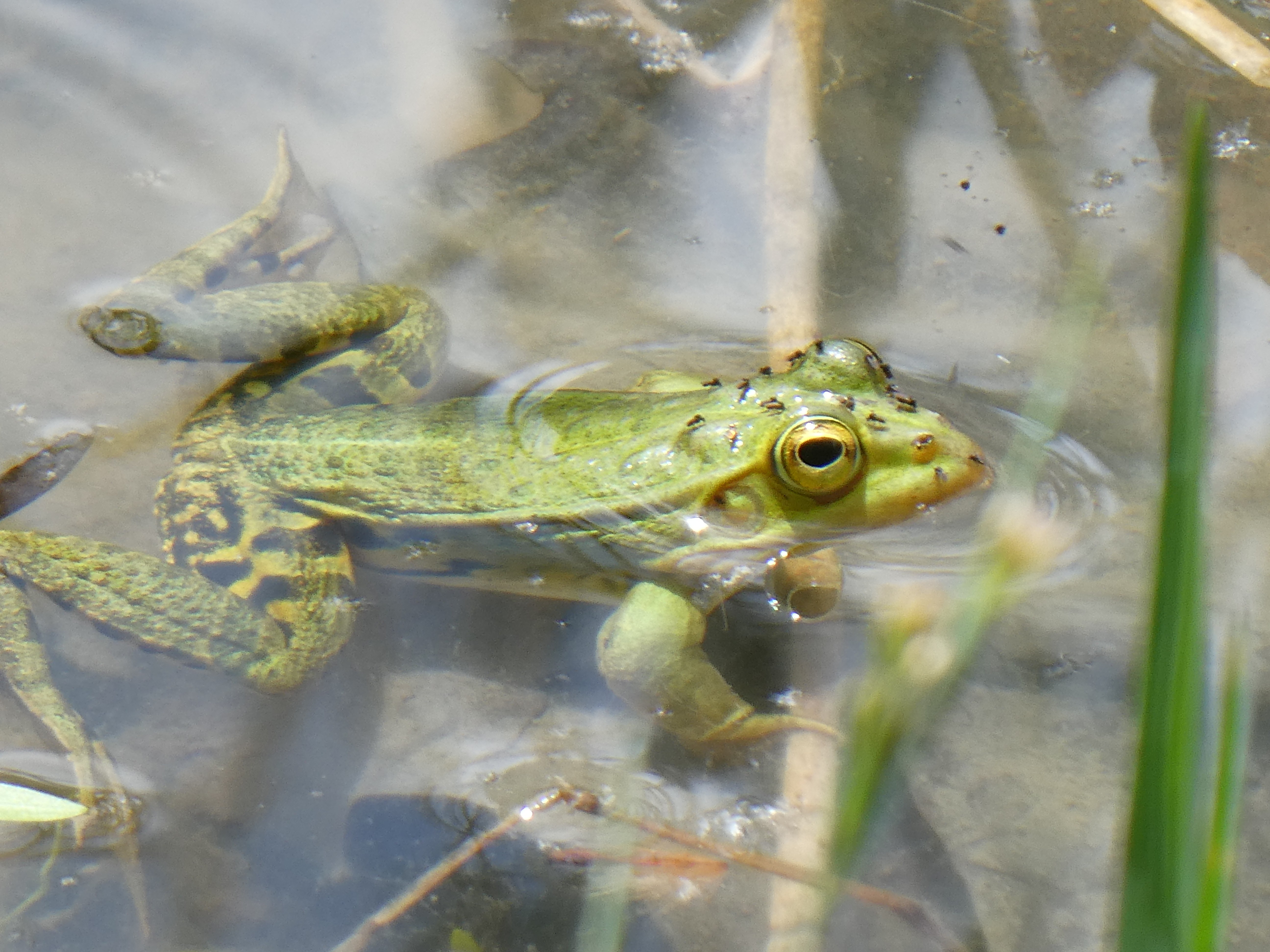 Oasi Alento - Cilento