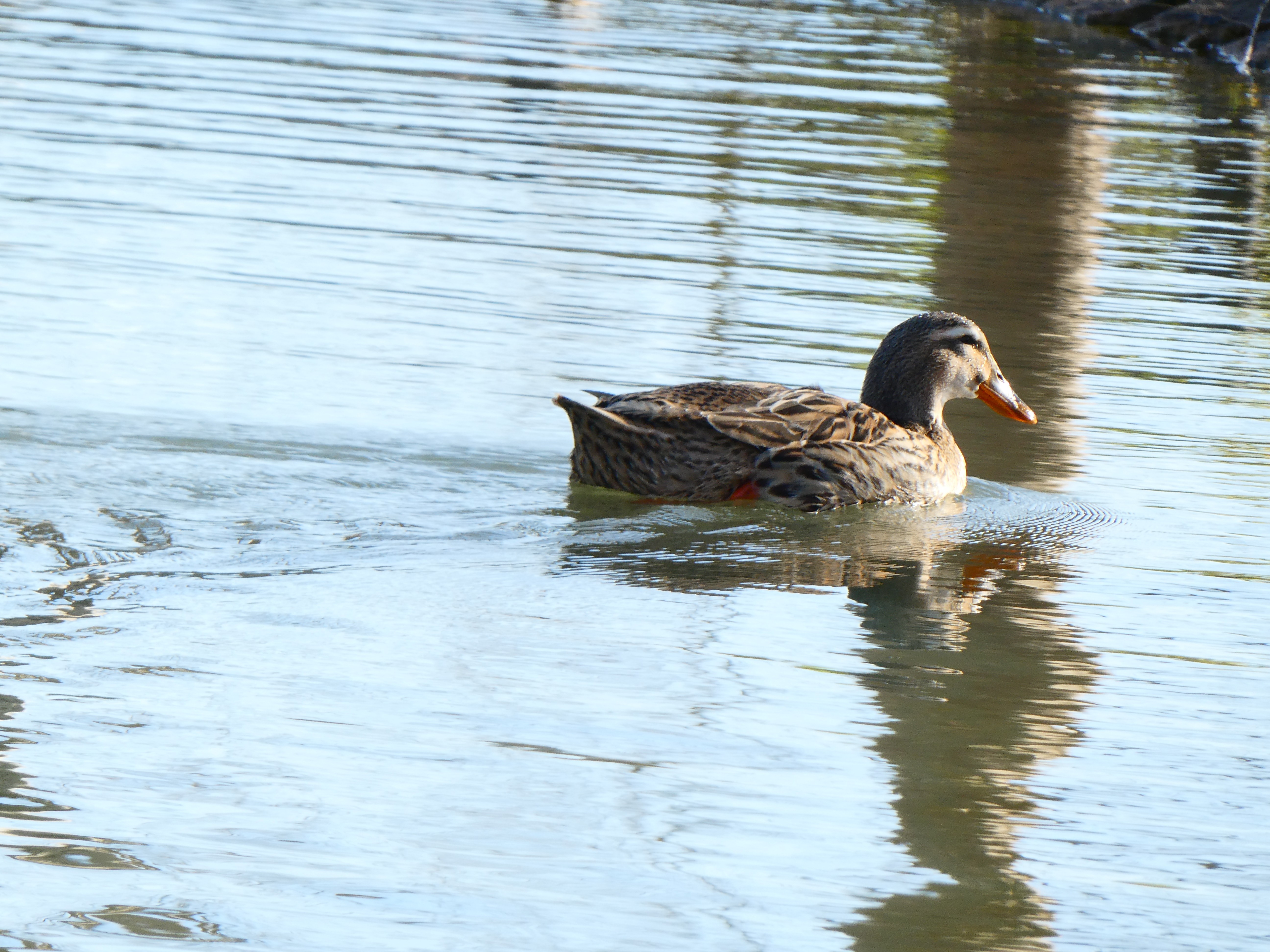 Oasi Alento - Cilento